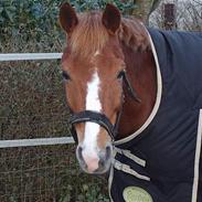 New Forest Hoppenshof's Sergio . 
