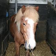 Islænder Fifill fra Barløse