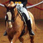 Hannoveraner Baronen *himmelhest*