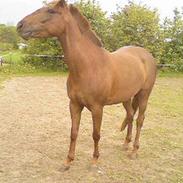 Quarter C Tammi Dee Doc