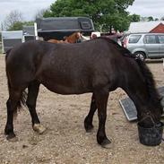 Welsh Cob (sec D) De Busies Black Bess