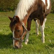 Pinto Sandy (SOLGT, SAVNES!)