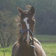 Dansk Varmblod Santina C