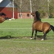 Dansk Varmblod Santina C