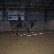 New Forest Flintdales Makka