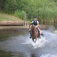 Anden særlig race Sir Hamilton