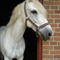 New Forest snowball solgt :/