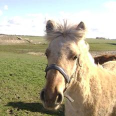Anden særlig race Sejelstrups Odessa   