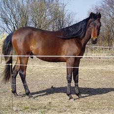 Arabisk fuldblod (OX) Irfan SS OX 4188