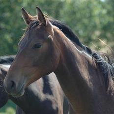 Dansk Varmblod Kastaniegården´s Nivea