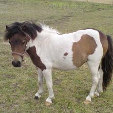 Miniature Lindegaardens Surprise