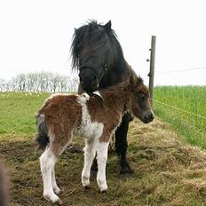 Miniature Lindegaardens Surprise