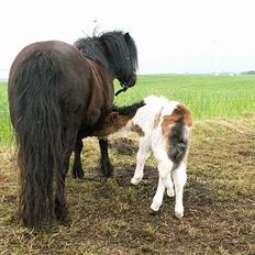 Miniature Lindegaardens Surprise