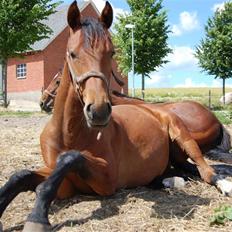 Dansk Varmblod Lindegårds No Mercy