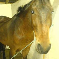 Anden særlig race solbjerggårds speedy