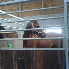 Anden særlig race starappeal