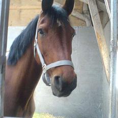 Anden særlig race starappeal