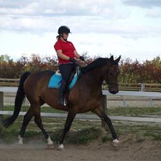 Dansk Varmblod Roché