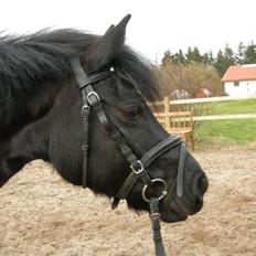 Welsh Pony (sec B) Cia