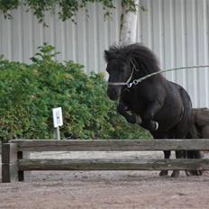 Shetlænder : • Stjernens Tilde •
