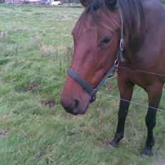 Traver Mille<3 solgt