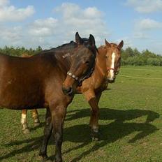 Traver Mille<3 solgt