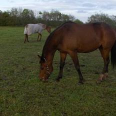 Traver Mille<3 solgt