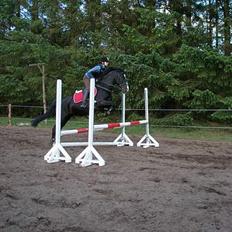 Anden særlig race Miklagaards Black Beauty