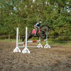 Anden særlig race Miklagaards Black Beauty