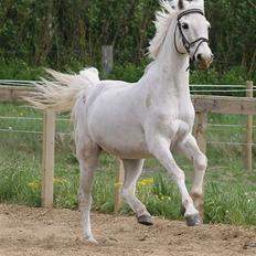 Anden særlig race Pjerrot