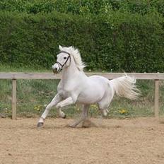 Anden særlig race Pjerrot