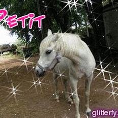 Welsh Mountain (sec A) Petit (Gamle pony )