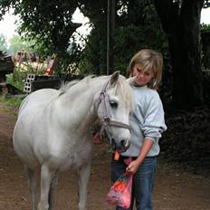 Welsh Mountain (sec A) Petit (Gamle pony )