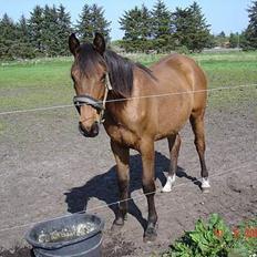 Anden særlig race Lady Liva - R.I.P