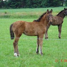 Anden særlig race Lady Liva - R.I.P