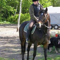 Traver Knight Wax<3 *SOLGT /:*