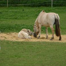 Fjordhest Tea Halsnæs EFJ9348 