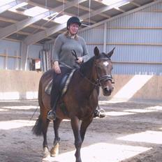 Dansk Varmblod galanta bortgivet