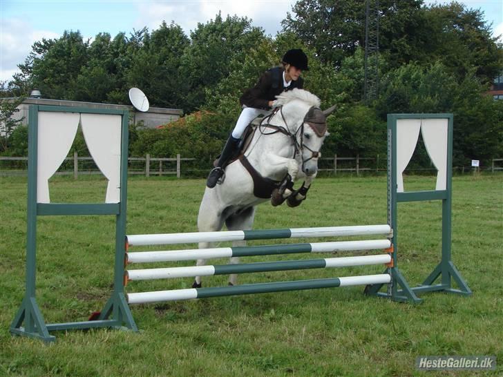 New Forest snowball solgt :/ - pony uge 2007 billede 2