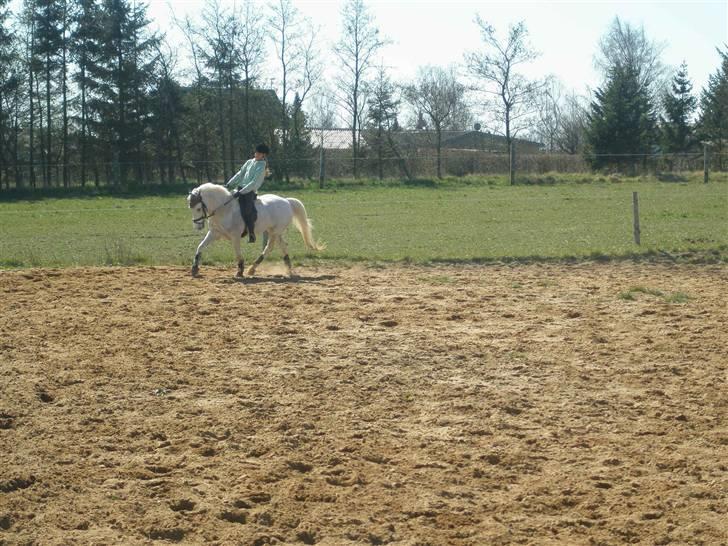 New Forest snowball solgt :/ - :) billede 3