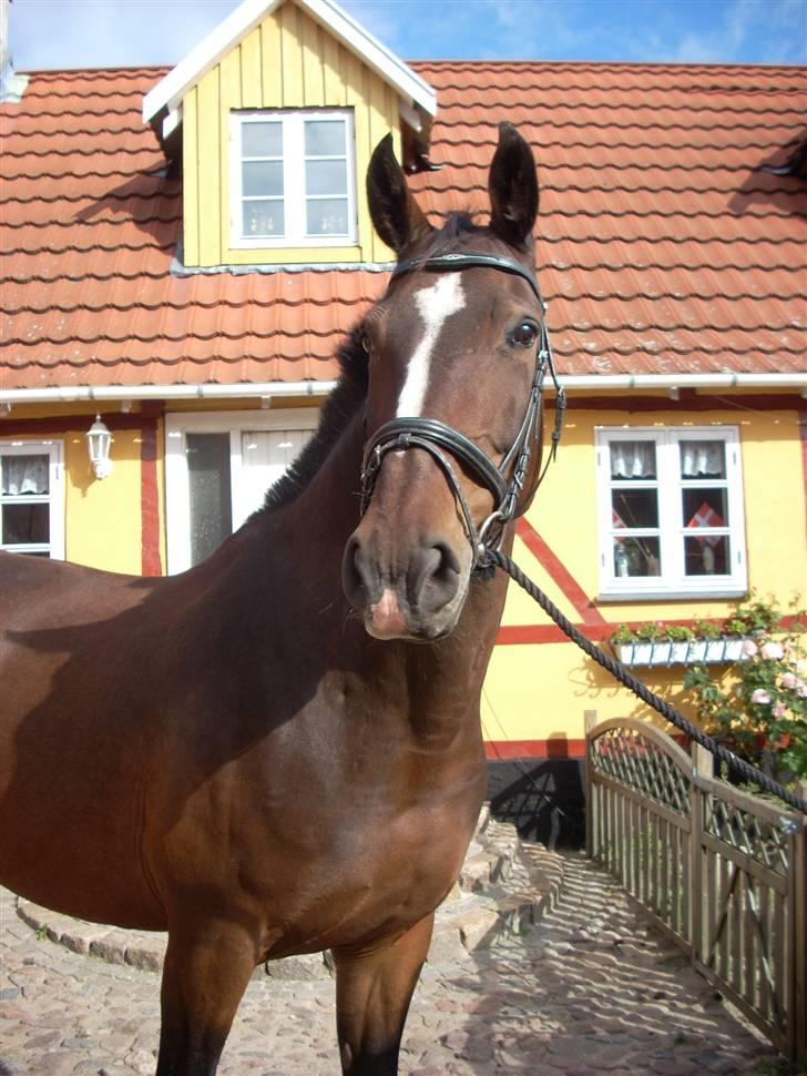 Holstener Ahlerich *Slogt* :'( billede 1