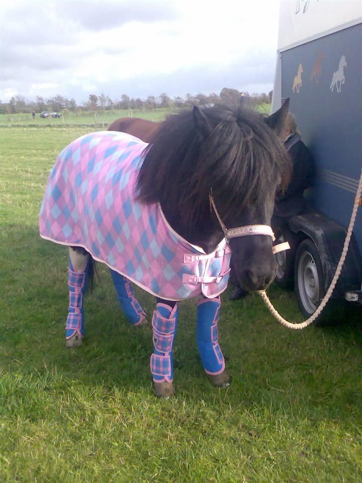 Islænder Klár fra Krossi - min smukke prinsesse hest<3, på vej hjem fra stævne <3( i må kun kopirere billederne hvis i få lov af mig ) billede 16