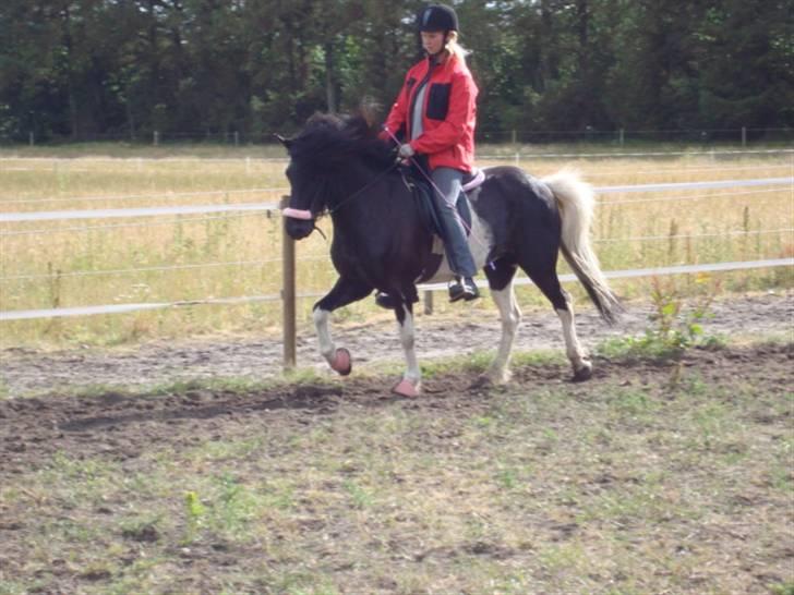 Islænder Klár fra Krossi - Rasmus Møller kursus d. 14.15.6.08 tölt( i må kun kopirere billederne hvis i få lov af mig ) billede 17