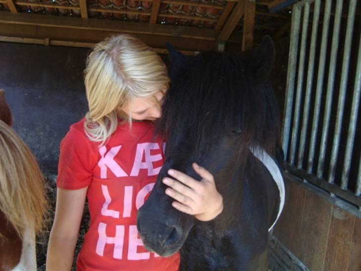 Islænder Klár fra Krossi - hygge, efter en dejlig ridetur <3 d. 30-8-08 i må kun kopirere billederne hvis i få lov af mig ) billede 18