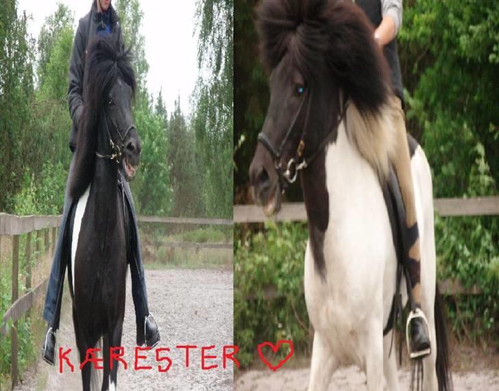 Islænder Höttur frá Midkoti -*SOLGT*- - Höttur og sin smukke kæreste :D <3 billede 3