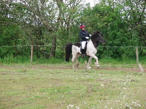 Islænder Höttur frá Midkoti -*SOLGT*- - Så fint det går .. billede 5