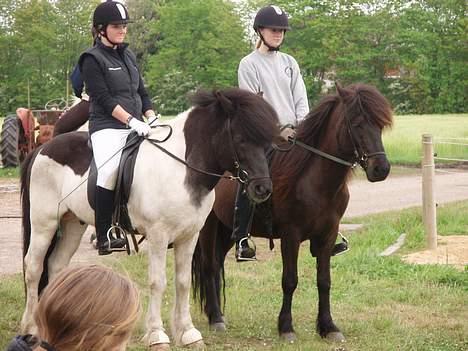 Islænder Höttur frá Midkoti -*SOLGT*- - Uha , li inden finalen står vi spændt og venter samn med Jose og Svala d: billede 8