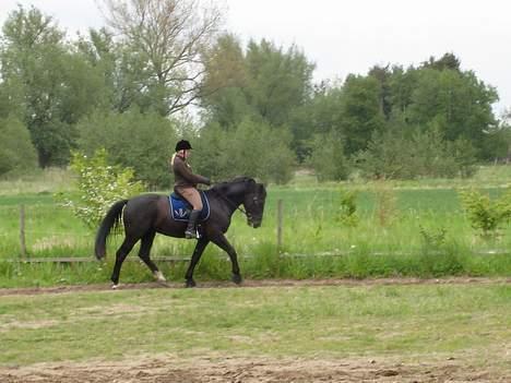 Oldenborg Lucius Bedsted solgt billede 16