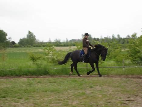 Oldenborg Lucius Bedsted solgt billede 17