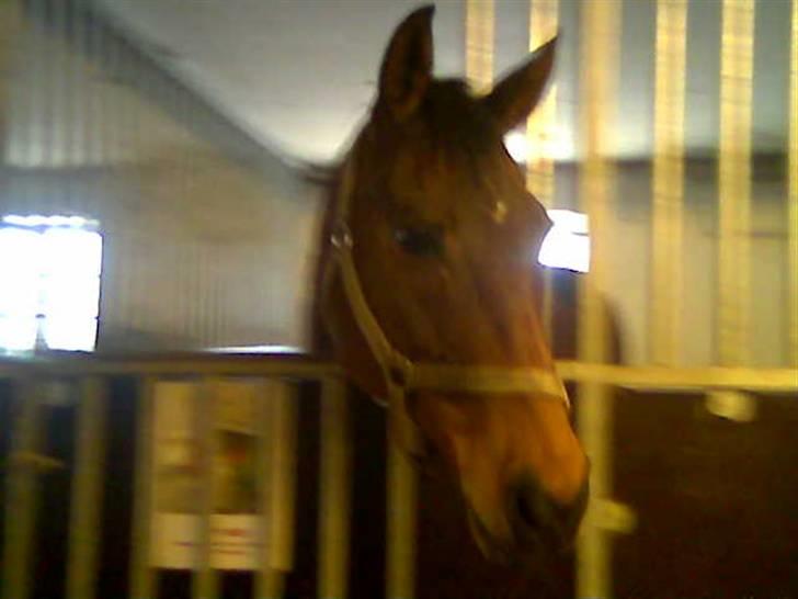 Fuldblod (XX) Why Me - R.I.P <3 - Savner dig $:  billede 15